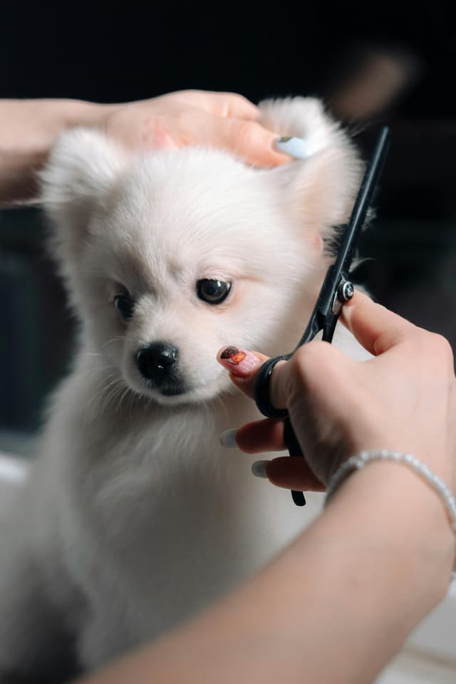 Pet Grooming (Per Session)
