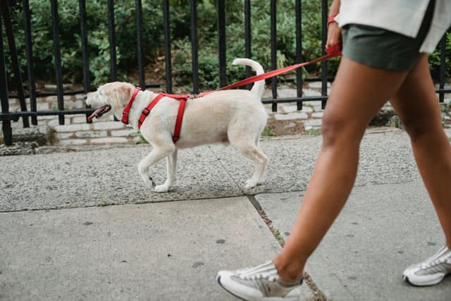 Dog Walking (Hourly)
