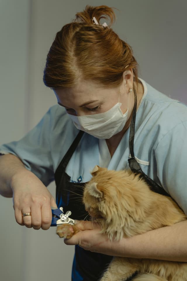 Dog Size-Based Grooming